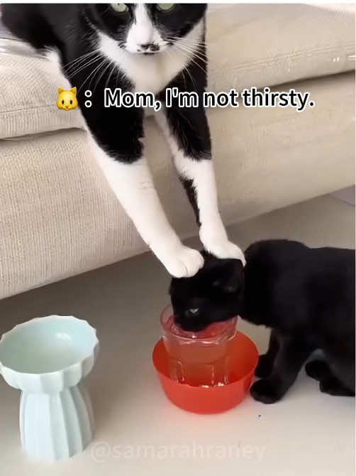 Cat mom failing in the funniest ways!First time being mom isn’t easy😿😂🤣#cat #cats #catsofinstagram #catlover #fyp #foryou #funny #cutecat #usa 