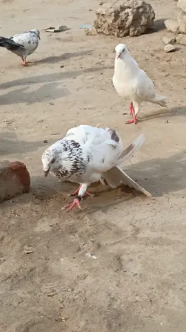 #creatorsearchinsights 🤍🤍#viralvideo #kabutarbazi  #kabutarbazishok #kabutarbazishokjuttda #foryou #foryoupage 