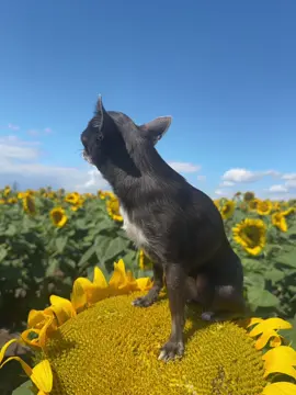 #крип #радиохед #инцел #подсолнух #собака