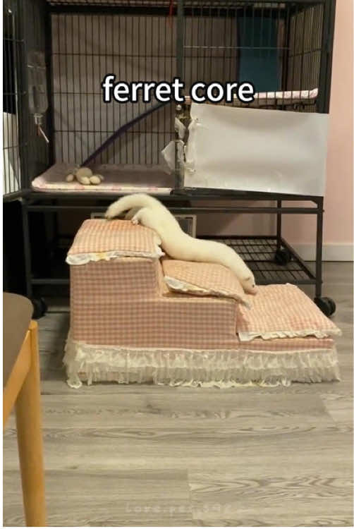 ferret core😍😘 #tuna#tunatok#ferrettok#ferretsoftiktok#ferret#fyp#foryou#foryourpage