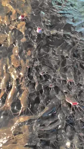 Ketahanan Pangan 😅😅 #bosmuda #ikan #lele #budidayaikan 