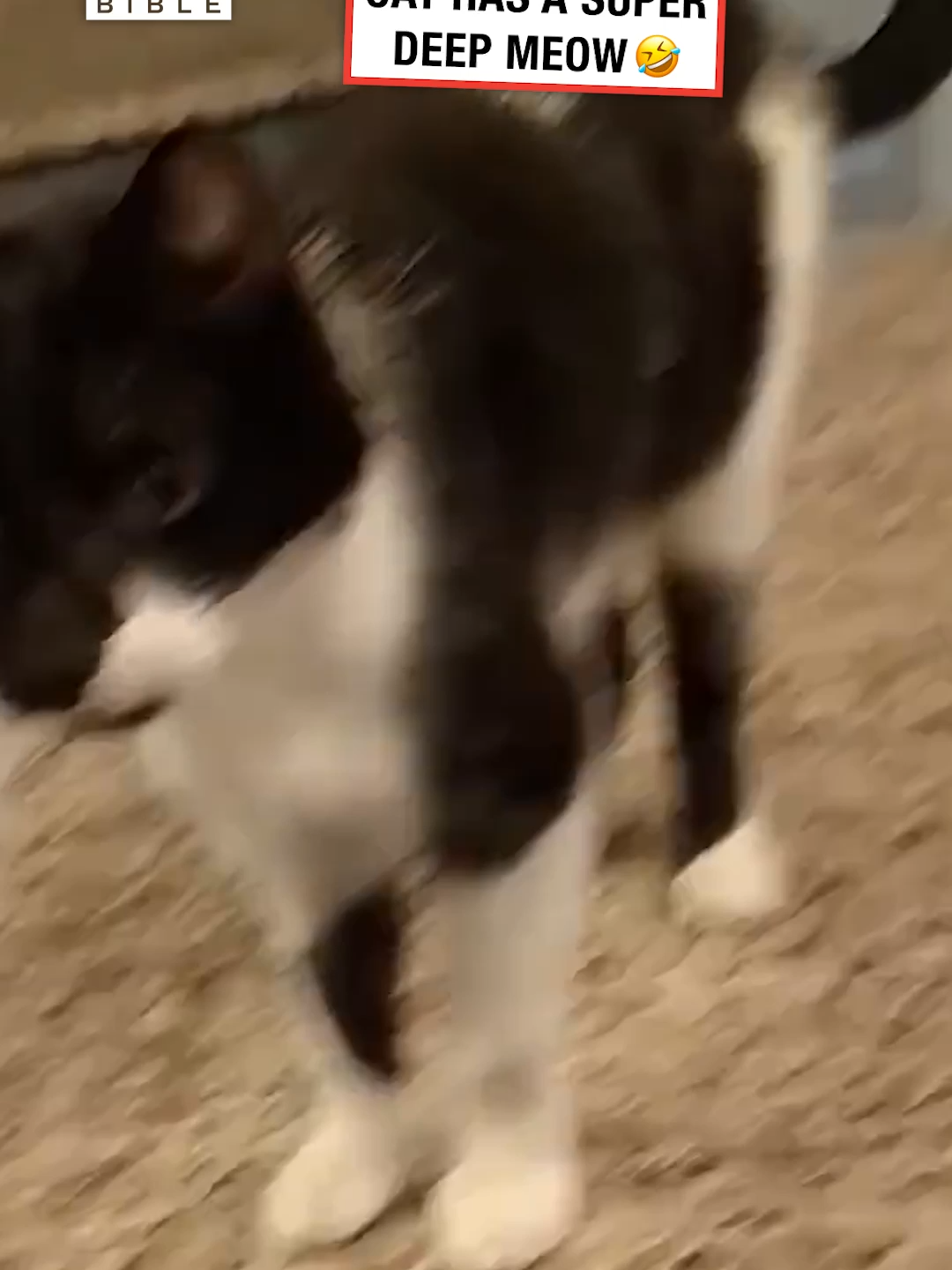 Sounds like Jack smokes 60 a day 🤣 (🎥: ViralHog) #ladbible #funnyvideos😂 #catsoftiktok #deepmeow