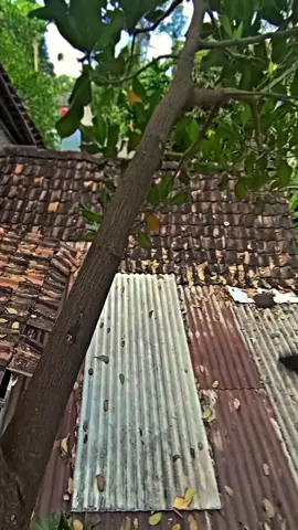 lagi ajaran #peternakmuda #etawaluarbiasa #fypage #storywa #sobatngaret #ramban ##fypage 