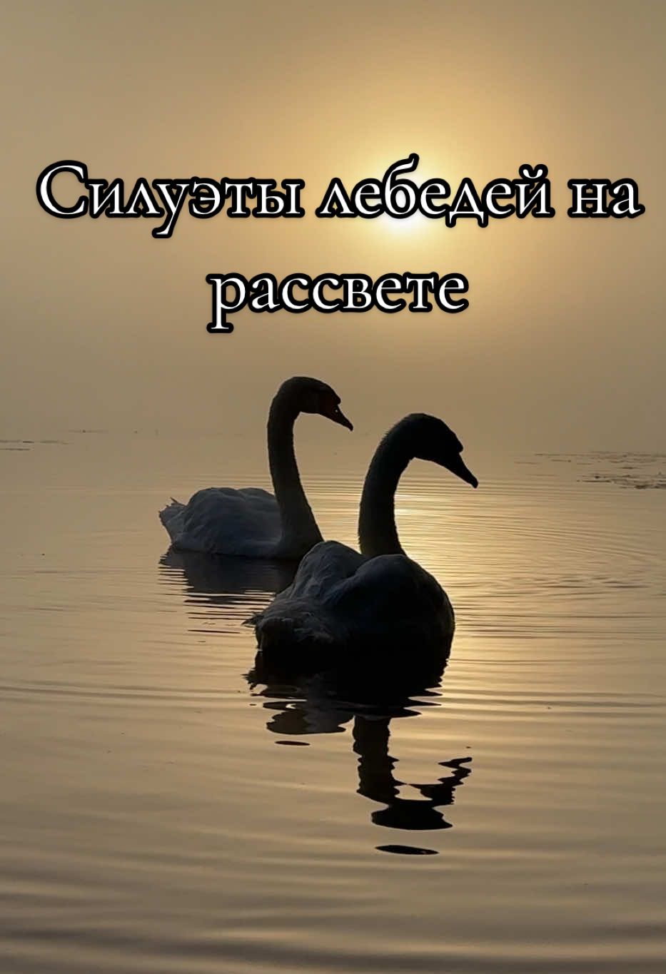Силуэты наших любимок на рассвете. Дымка над озером создала атмосферу таинственности и волшебства.  #aaaminsk #лето2025 #утром #swan #лебедь #🦢🤍🦢 #утка #duck #лебединаясемья #нарассвете #лебеди #дымка #туман #волшебно 