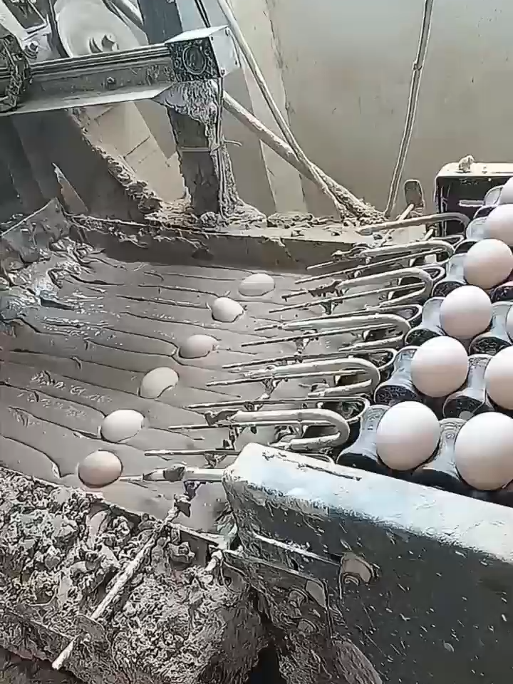 Live shot of making century eggs. 松花蛋制作过程实拍。#centuryegg #preservedegg #Chinese #food #egg #live #shoot #process #interesting #egg #marinated #perservedegg #AsianFood #ChineseFood