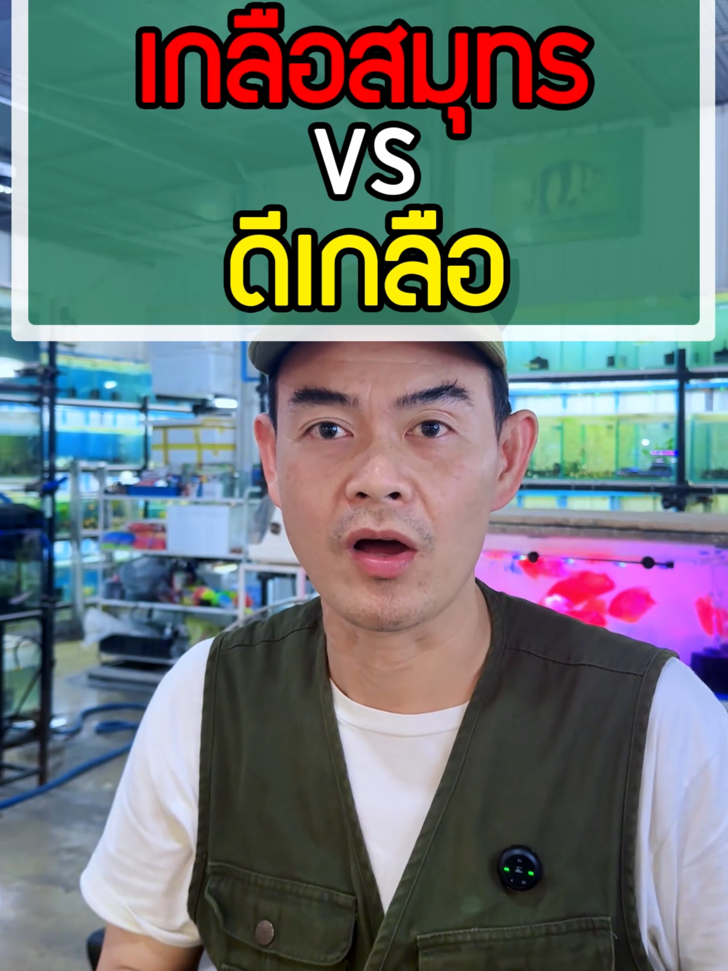 เกลือสมุทร vs ดีเกลือ . . . . . . #ร้านวสันต์ #วสันต์ปลาสวยงาม #ร้านวสันต์อุปกรณ์ปลาสวยงาม #วสันต์อุปกรณ์ปลาสวยงาม #ร้านวสันต์อุปกรณ์ตู้ปลา #วสันต์อุปกรณ์ตู้ปลา #ตลาดปลาฟิชวิลเลจ #ตลาดปลาฟิชวิลเลจบ้านโป่งราชบุรี #ตลาดปลาสวยงามฟิชวิลเลจ #ตลาดปลาสวยงามฟิชวิลเลจบ้านโป่งราชบุรี #ตลาดปลาสวยงาม #ตลาดกลางปลาสวยงามและสัตว์เลี้ยงฟิชวิลเลจ #ฟิชวิลเลจตลาดปลาบ้านโป่ง #ฟิชวิลเลจ #เกลือตู้ปลา#เกลือสมุทร#ดีเกลือ #ดีเกลือฝรั่ง