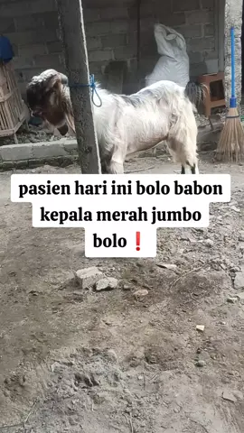 jan kimplah² pooll bolo 🍼🍼🍼 #jrabangtulungagung  #jrabang  #peternakwonodadi  #peternakkambing  #peternakblitar  #jasapacekkambing  #jrabangblitar  #fyp  #viral  #rells 