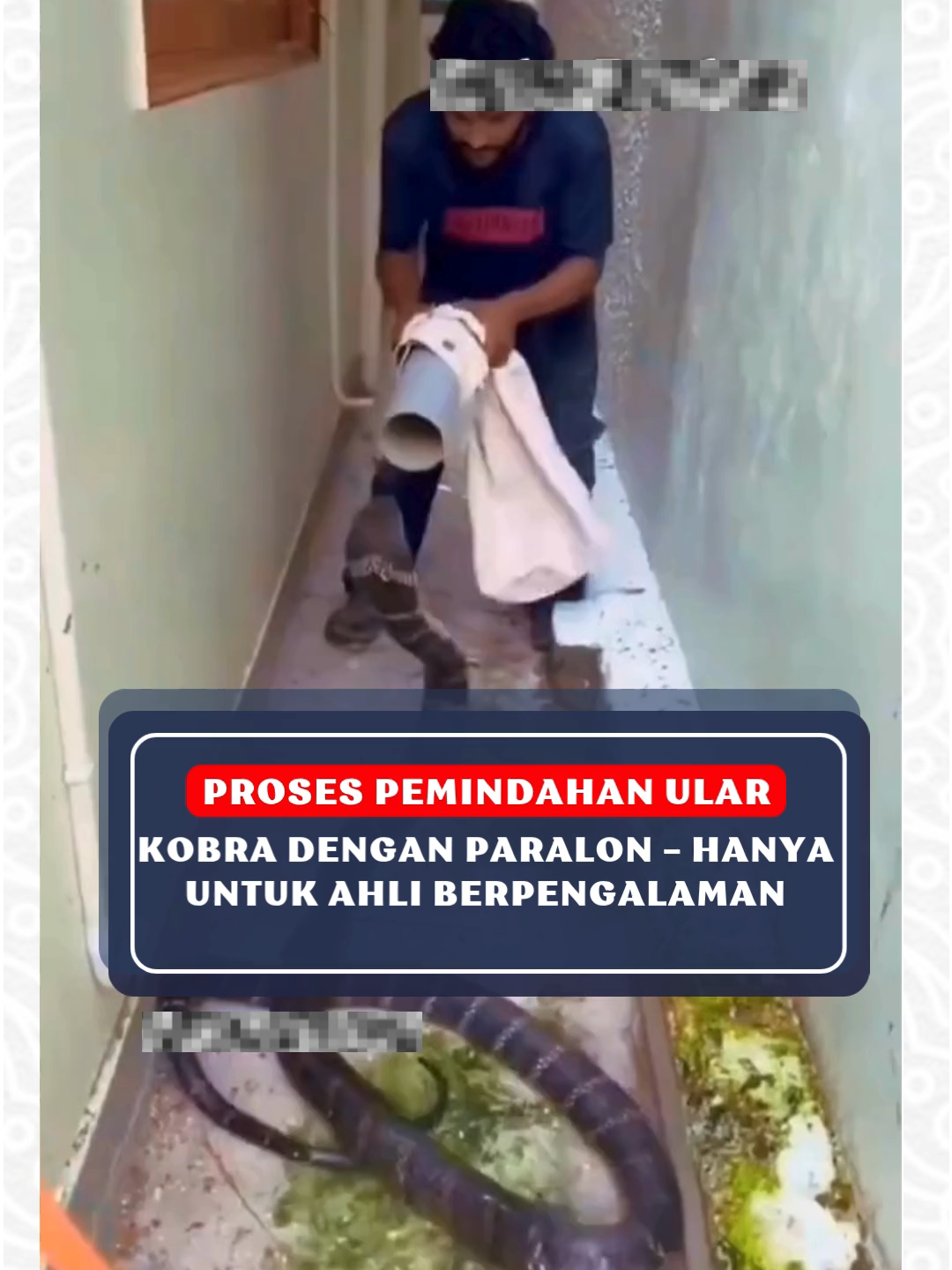 Proses pemindahan ular kobra menggunakan media paralon adalah teknik khusus yang hanya boleh dilakukan oleh ahli berlisensi dan berpengalaman. Setiap langkahnya membutuhkan ketelitian, keahlian, dan perlengkapan keselamatan yang memadai. Sangat berbahaya jika dicoba tanpa pelatihan khusus. #radarsukabumi #fyp #ular
