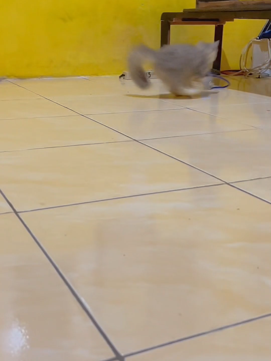 🐾 Quả bóng thần thánh khiến mèo nhà tôi mê mệt suốt ngày! Không lo mèo buồn hay lười vận động nữa! 😻 #đồchơimèo #meovui #PetsOfTikTok #fyp #mèoyêu #pettoy