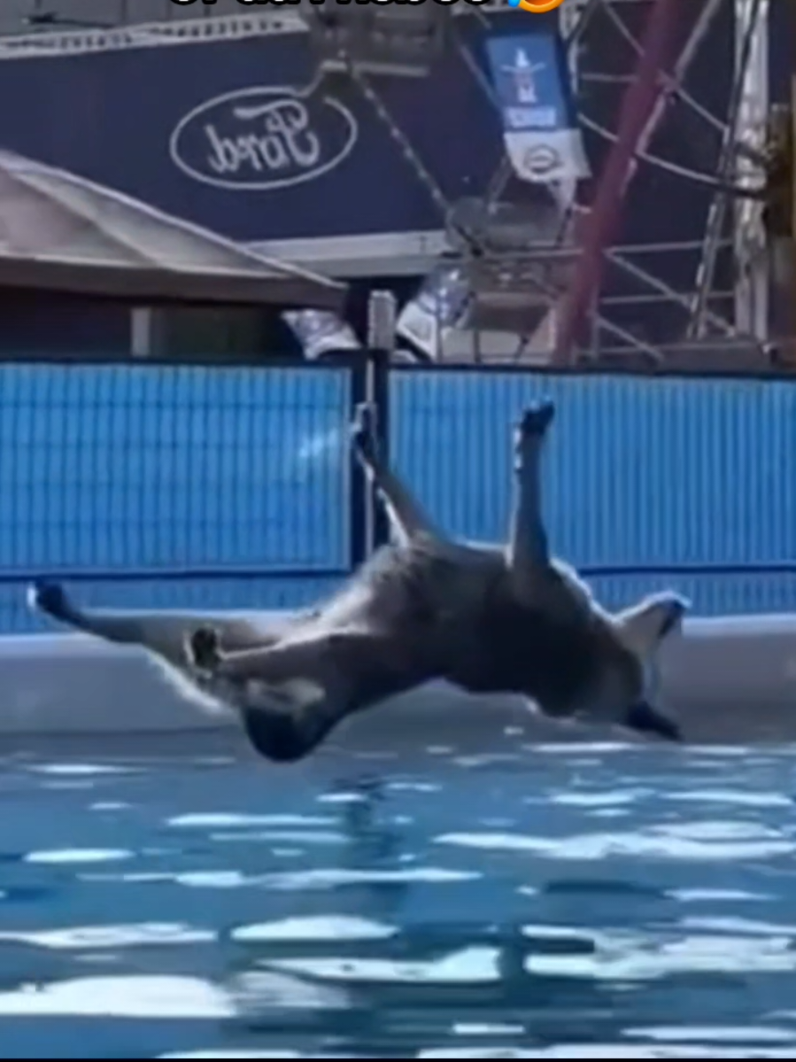 #nothingbeatsajet2holiday #fyp #funny #dog #dogsoftiktok #funnydog #fypシ #capcut #viral 
