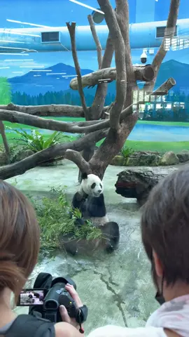 Cutie Panpan 🐼 #taipeizoo #taipeizootaiwan🇹🇼 #taiwan 