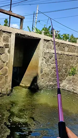 pesona berotan babon kapal selam 🤣#fyp #ikansapusapu #matakail #mancing #microfishing #CapCut 