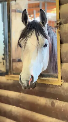 #اللهم_صلي_على_نبينا_محمد #jumana_jala #خيل_عربي_اصيل #horselover #horsesoftiktok #خيل_وخياله🐎 