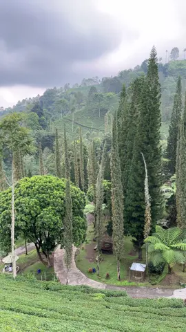 sejuk🍃 #perkebunansirahkencong #sirahkencong_blitar #sirahkencong #blitar #blitar24jam #wisatablitar #fyp #fyppppppppppppppppppppppp #