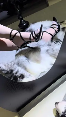 #giaycaogot #giaynuxinh #bachtuyetfashion #sandal #xuhuongtiktok #giaycaogotdep 