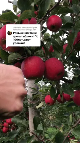 Ответ пользователю @chingiz.xan 