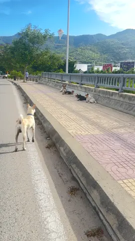 Đời người đàn ông có 3 người bạn trung thành, một là người vợ đảm đang, hai là số tiền tích lũy riêng của bản thân và ba là một chú chó nuôi từ bé.#xuhuong #trending #xuhuongtiktok #suavinhhy #vinhhy 