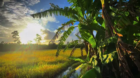 Này là em,em gì ơi ...#chill #canhchillvungque🌾 #binhyen #canhdep #xh #mientayquetoi #69camau 