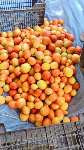 Harvest tomato fresh gardening #harvest #tomato #gardening #garden #vegetables #farming #agriculture #satisfying #fyp 