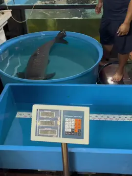 Siêu Phẩm Cá Trắm Đen 35KG