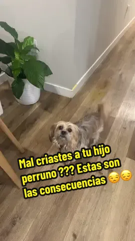 Si llegas del trabajo y te encuentras orine por todos lados !!! ??? Te enseño lo que a mí me ayudó 🙏😉@honeycare.us @HoneyCare #pampers #puppies #training #backtoschool #dogdiaper 