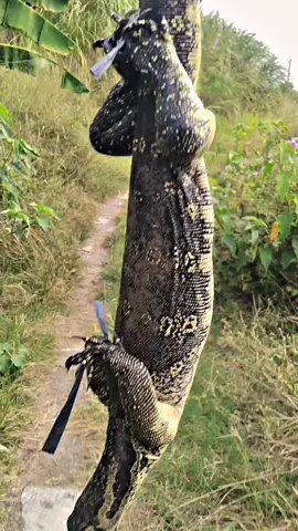 biawak meneh😪🤣 #trending #fyppppppppppppppppppppppp #bolang #viralvideo #fypシ゚ #geladaknyambik #xyzbca  #porbi #seliro #buruan #berburu 