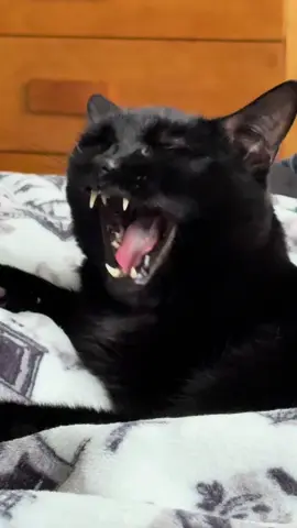 #catsoftiktok #catlover 