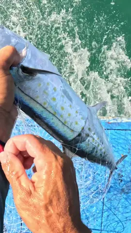 VÍDEO COMPLETO NO YOUTUBE!!!! 🎣#viraliza #fyppppppppppppppppppppppp #zeribeiro #pescaria #top 