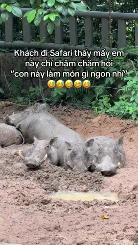 Chịu khách lun óoo 😂😅 #vinpearlsafariphuquoc #GreenCreator #VinWonders #WonderSummer2025 #dulich 