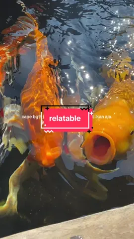 #relatable #cape #fyp 