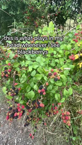 only real ones fw the blackberry dragon #fyp #blackberrydragon #blackberry #dragon #fypppppppppppppp #memestiktok #niche 