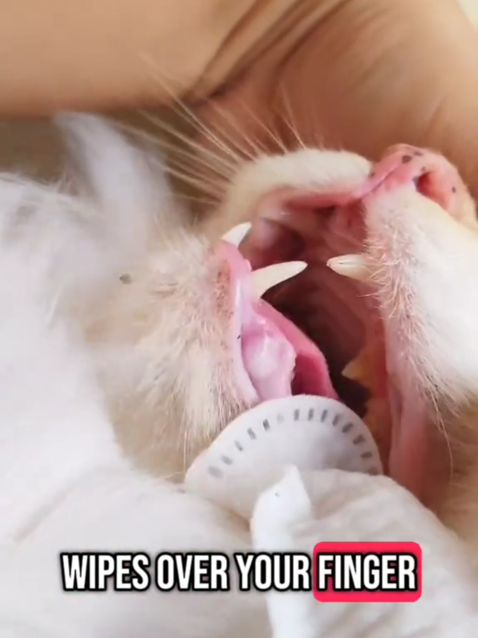 PETSUP PET DENTAL FINGER WIPES ( for Dogs & Cats ) ✅EASIER THAN TOOTHBRUSH ✅ELIMINATES TARTAR ✅FRESH AS MINT FLAVOR ✅MAINTAINS PETS ORAL HYGIENE #fyp #foryou #foryoupage #fypviral #petsup #fingerwipes #cat #dog #petoralhygiene #petoralhealth #catsoftiktok #catdentalcare #petdentalhealth 