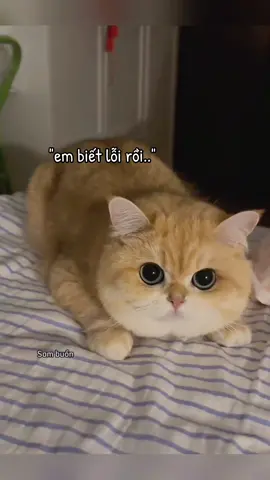 em xin phép nhận lỗi..#sambuon #viral #cat #meo #cutecat #funnyvideo #xuhuong 
