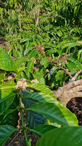 kata ketua rapi itu penting 🫡 #kopirobusta #kopihitam #peta #petanikopi #petanikopimilenial #petanikopilampungbarat #kopirobusta #petanihebat #fyppppppppppppppppppppppp #fyp #fy #kopinyaorangindonesia 