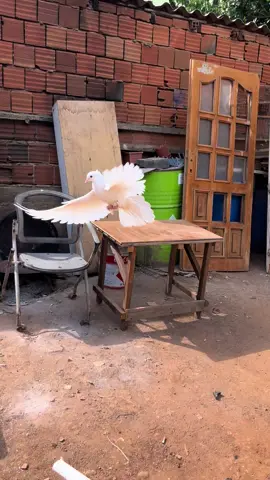 #fyp #fypシ #kefşet #tiktok  #pigeon #güvercin#oyunkuşu #şebap #taklacı #taklacıgüvercin #seferligüvercin #kuş #bird #oyunlukuş #miro #paslı #mardin #beyazgüvercin 