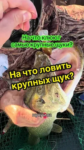 Ловили язя на спиннинг, а поймали трофейную щуку, на Ишиме! 10 августа 2025г. #fishing #рыбалка #щука #щукамонстр #рыбалканаспиннинг 