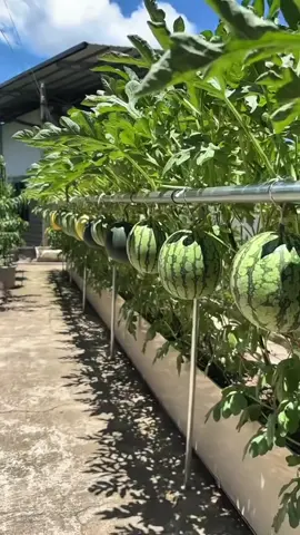 ide kreatif sang petani  #fypage #fyp #reels #shorts #pertanian #tipsberkebun #petanimoderen #fruit #semangka 