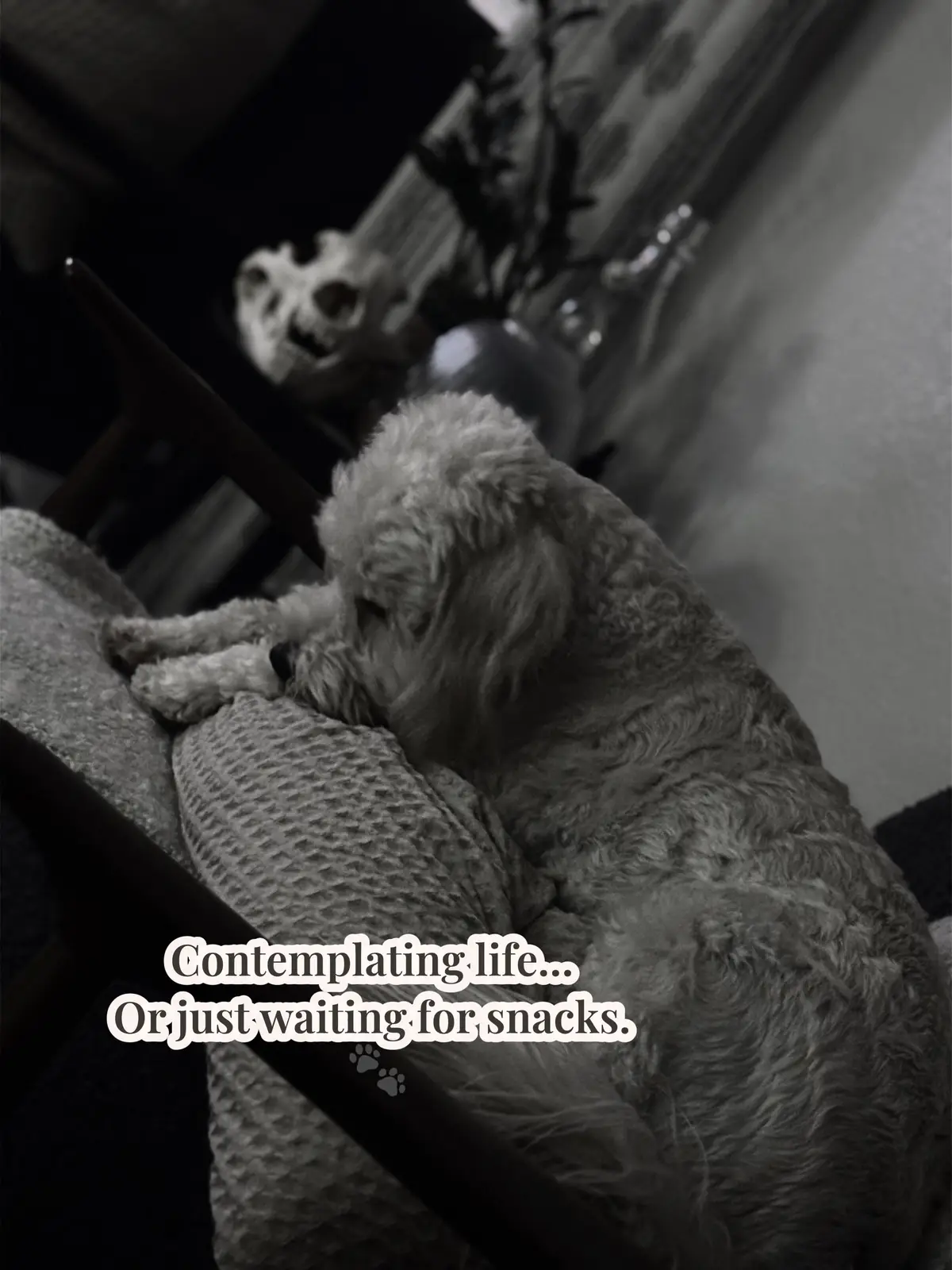 #puppers #dogsoftiktok #bwphotography #fyp #viral 