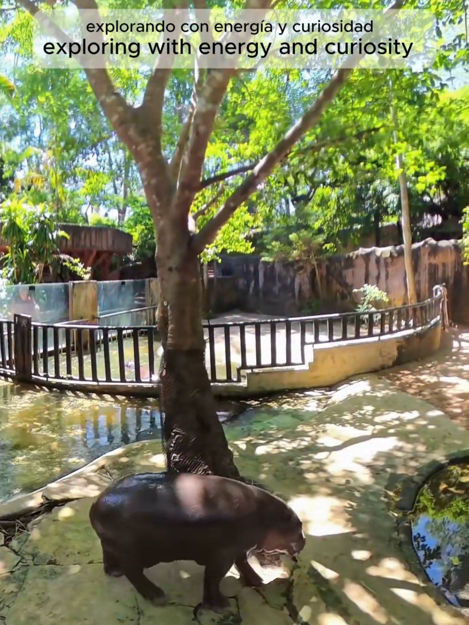 Viajar es mucho más que cambiar de paisaje; es abrir el corazón a cada experiencia y dejar que la naturaleza y sus criaturas nos hablen en su propio idioma. En White Lotus Travels creemos que cada encuentro con estos increíbles animales, como Moo Daeng y su madre, es una lección de respeto, paciencia y armonía. Estos momentos nos recuerdan que el verdadero lujo de viajar no está en lo que llevamos, sino en lo que nos llevamos en el alma: la memoria de lugares, rostros y seres que nos transforman para siempre. 🌿✨ #WhiteLotusTravels #TravelThailand #NatureLovers #AnimalEncounters #WildlifePhotography #AnimalLovers #Hippopotamus #NatureVibes #TravelWithPurpose #ExploreNature #PhilosophyOfTravel #MindfulTravel #NaturePhotography #DiscoverThailand #SustainableTravel #EcoTravel #AdventureWithMeaning