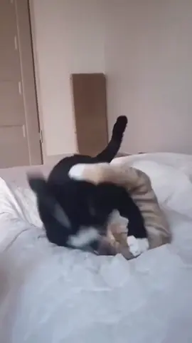 Котики бои без правил @meshedisalimov 