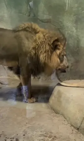 Lion tryna get a bite 😂#zoo #lion #fyp #jet2holidays #trending 