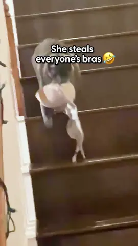Cat’s Favorite Thing In The World Are Bras #cat #catsoftiktok #animals 