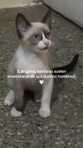 Mi nueva compañera… 🤍 #gatostiktok #gatos #amorgatuno #animals #catlover #michilovers #miau 