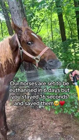 Every kind comment would mean a world to me🥹♥️ #horses #shelter #sanctuary #animalsoftiktok #horsefarm #savehorses #horselovers #horsegirl #cleanhorse #savealife #unitedstates #unitedkingdom 