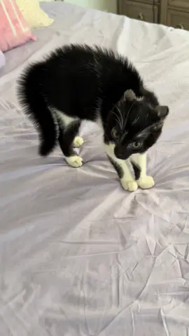 #cat #catsoftiktok #catlovers #cattok #crazycat #ahleleleahlelas #funny #tuxedocat #scaredrightnow #fyppppppppppppppppppppppp #fyp 
