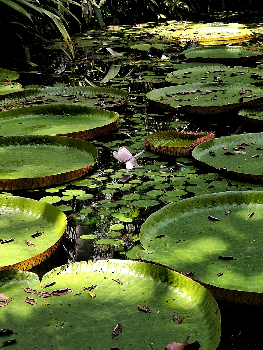 📍Museu Paraense Emílio Goeldi  #belemdopará #museuemiliogoeldi #brasil #natureza 