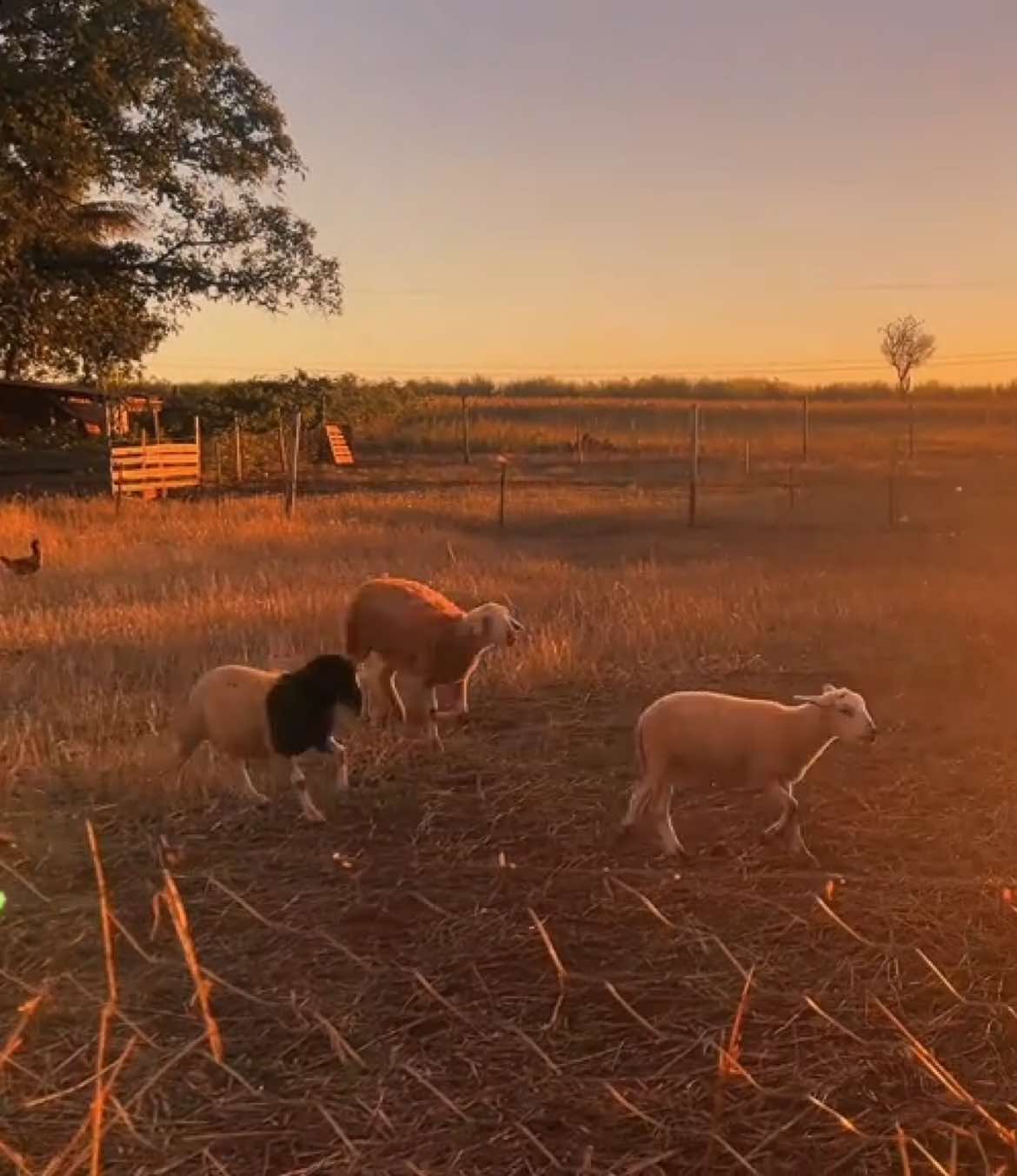 Plant a thought in the hush of gold, Where day exhales and the air turns bold. Water it gently, in the fading light, As colors melt into velvet night. Let amber spill through words you find, And sweep the dusk from heart and mind. Choose what lifts like birds in flight And paint the soul in colors bright. #landscape #aesthetic #sunset #dreamcore #cinematicvideo 