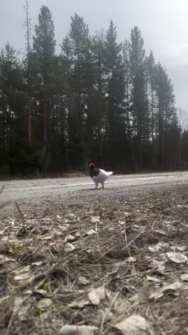 peace was never am option..😆😆😵 #awebo #birdwatching #closeupbird #notniceawebo #aweboattack #lmao #amusing 