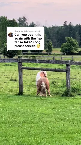 Replying to @doja here ya go 🤣 #horses #minipony #sofarsofake 