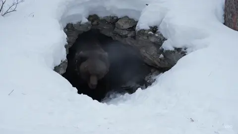 Grizzly bear coming out of hibernation 